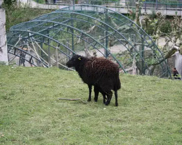 030 Ouessant sheep, the smallest sheep in the world.