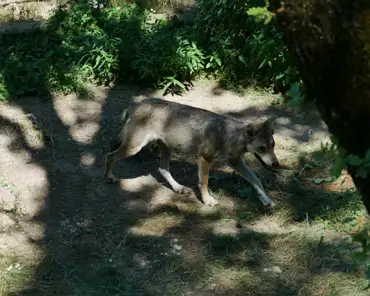 P1120539 Wolf.