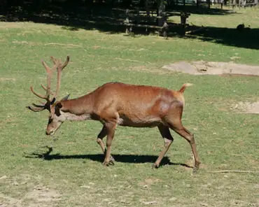 P1120553 Red deer.