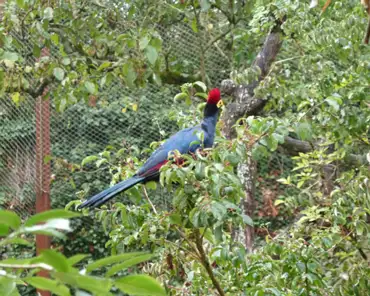037 Lady Ross Turaco (Africa).