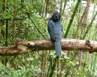 039 Silvery-cheeked hornbill (Africa).