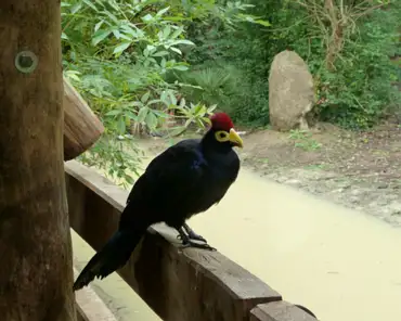 041 Lady Ross Turaco (Africa).