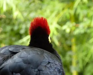 046 Lady Ross Turaco (Africa).