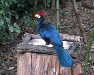057 Lady Ross Turaco (Africa).