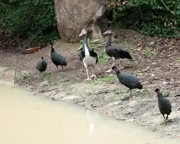 059 Spur-winged geese (middle) and crested guineaflows (around) (Africa).
