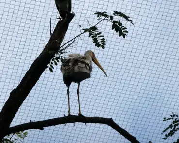 061 Abdim's stork (Africa).
