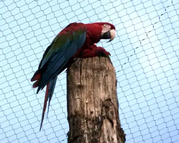 082 Bolivian military macaw (South America).