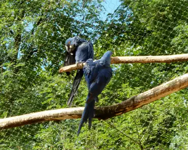 098 Hyacinth macaw (South America).