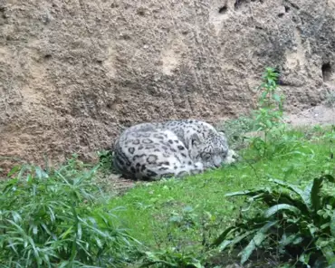 064 Snow leopard, only 4000 left in the wild from Afghanistan to China.