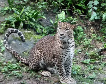 069 Sri Lanka leopard.