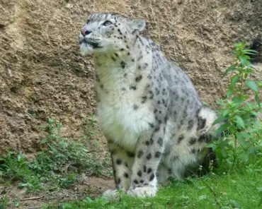 071 Snow leopard, only 4000 left in the wild from Afghanistan to China.