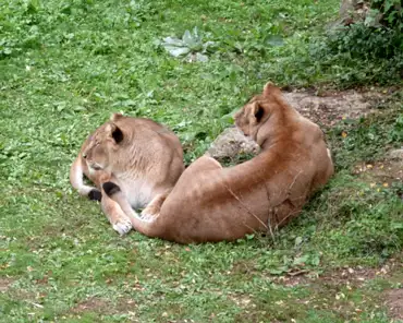 141 Female lions.