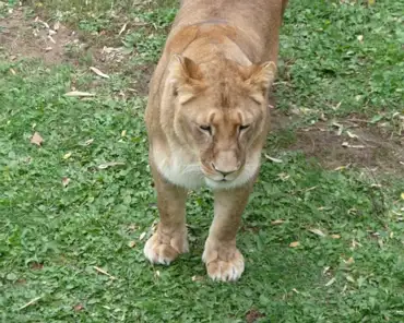 143 Female lion.