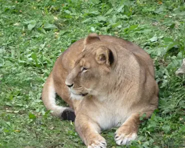 145 Female lion.