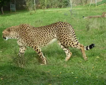 190 Cheetah.