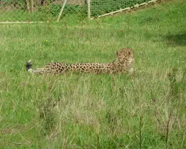 191 Cheetah.