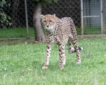 219 Cheetah.