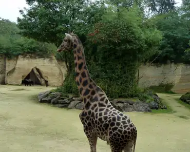 012 Old giraffe.