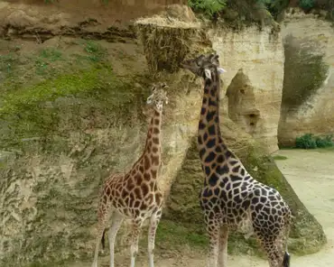 133 Giraffes darken as they grow old. The giraffe on the right-hand side is above 25 years old, the life expectation of giraffes,