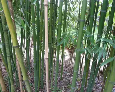 146 Bamboo forest.