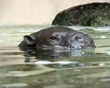 187 Hippopotamus.