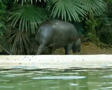 188 Hippopotamus.