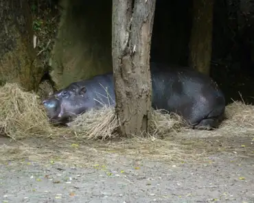 189 Hippopotamus.