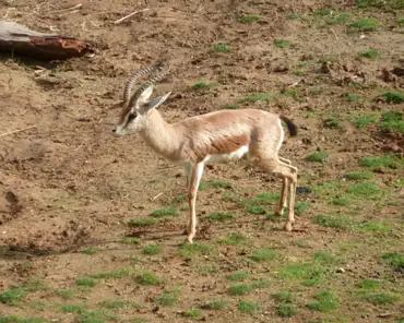198 Dorcas gazelle, Africa (Morocco to Somalia).