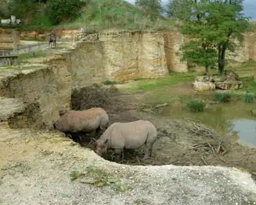 201 Black rhinoceros, Africa.