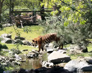 IMG_1128 Sumatra tiger.
