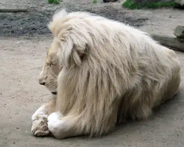 IMG_1185 White lion.