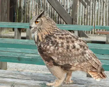 p1000680 Eagle owl.