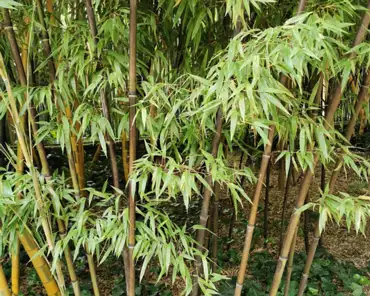 IMG_20210803_121002 Bicolor bamboo.