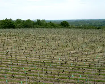 P1250560 Coteau du Layon vineyards (sweet wine).