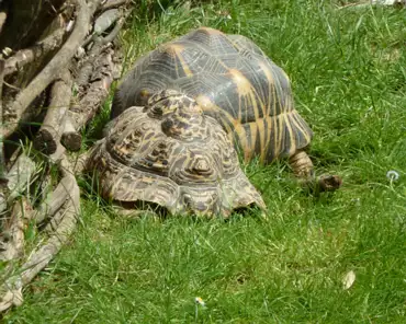 P1250152 Radiated tortoise.