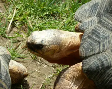 P1250158 Radiated tortoise.