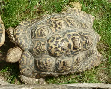 P1250160 Radiated tortoise.