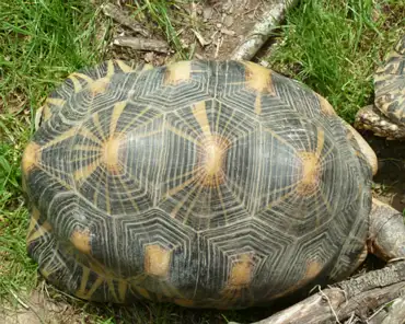 P1250162 Radiated tortoise.
