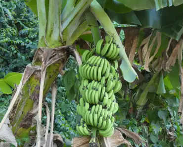 20201004-011744 Banana tree.