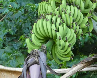 20201004-011823 Banana tree.