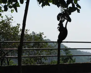 IMG_0545 Monkey upside-down in a tree.