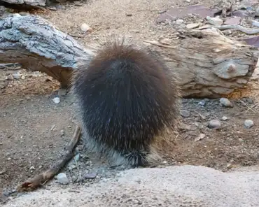 031 Porcupines are most abundant in forested and mountainous areas in Arizona. At higher elevations conifers are a favorite treat, but in desert areas mesquites and...