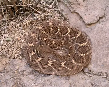 095 Western diamond-backed rattlesnake. Arizona's largest and most common venomous reptile, the western diamondback is superbly adapted for preying on rodents and...