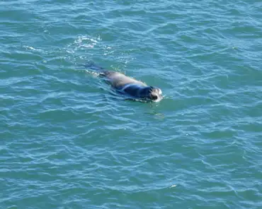 IMG-20230301-100017 Sea otter.