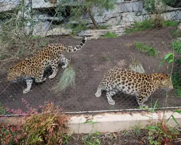 P1150721 Amur leopards, Russian far-east.