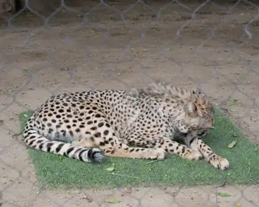 P1150913 South African cheetah.