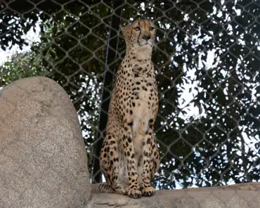 P1150917 South African cheetah.