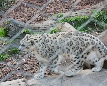 P1160027 Snow leopard, central Asia.