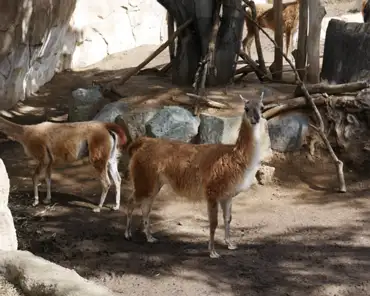 P1150750 Llamas, South America.