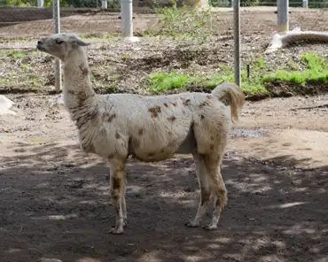 P1150752 Llama, South America.